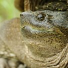 Snapping Turtle
